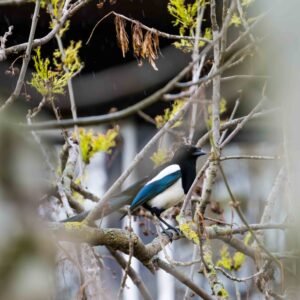 Pie bavarde oiseau HD