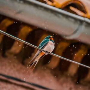 Rouge-gorge oiseau HD